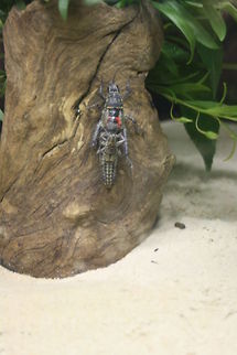 Blistered Grass Hopper (Pyrgomorph) females are longer and more robust  than males. This species (there are 4) cover most of central Australia from eastern NSW to the west coast of WA. They move so little that their entire life can be spent on a single plant.  Pyrgomorph differ from grasshopper/locust in having a conically pointed head rather than a rounded blunt-ended head. Blistered grasshopper,Monistria pustulifera