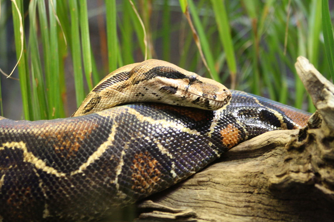 Boa Constrictor  Boa constrictor