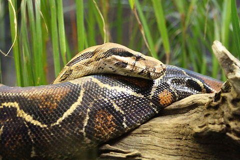 Boa Constrictor  Boa constrictor