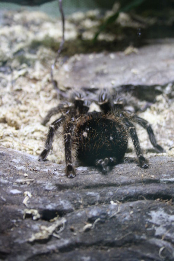Brazilian Salmon Pink Toed Tarantula The first Tarantula ever recorded (Linnaeus 1758).  They earned their name as a result of their pink or orange-tipped legs. They are arboreal and, unlike most other tarantulas tend to jump.  They consume large insects as well as small animals such as reptiles and rodents.  They only bite if provoked, their bite is painful due to size of fangs, not their venom which normally produces little reaction in humans.  Unlike other tarantulas they are unable to release hair Brazilian Salmon Pink Bird-eating Tarantula,Lasiodora parahybana