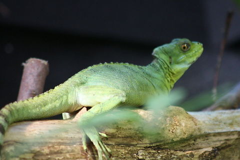 Double Crested Basilisk  Basiliscus plumifrons,Plumed basilisk