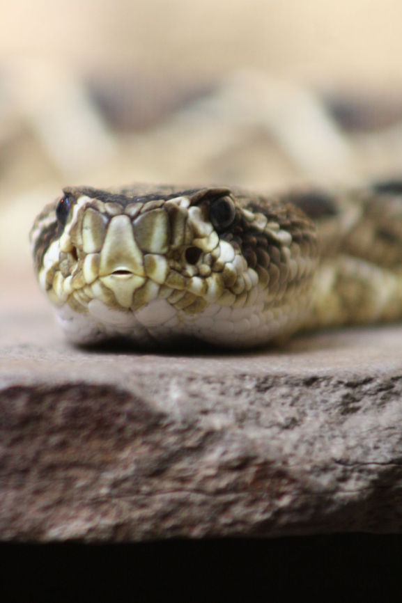 Eastern Diamond Back Rattlesnake  Crotalus adamanteus