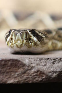 Eastern Diamond Back Rattlesnake  Crotalus adamanteus