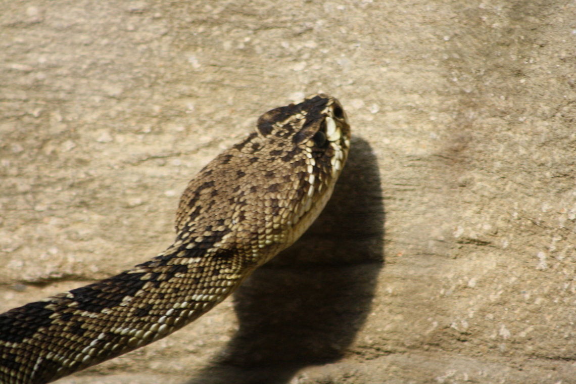 Eastern Diamond Back Rattlesnake  Crotalus adamanteus