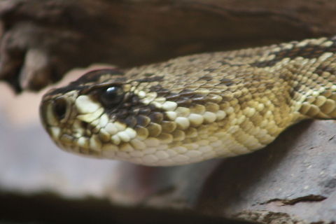 Eastern Diamond Back Rattlesnake  Crotalus adamanteus