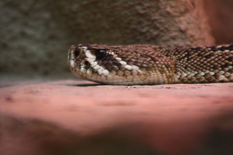 Eastern Diamond Back Rattlesnake  Crotalus adamanteus