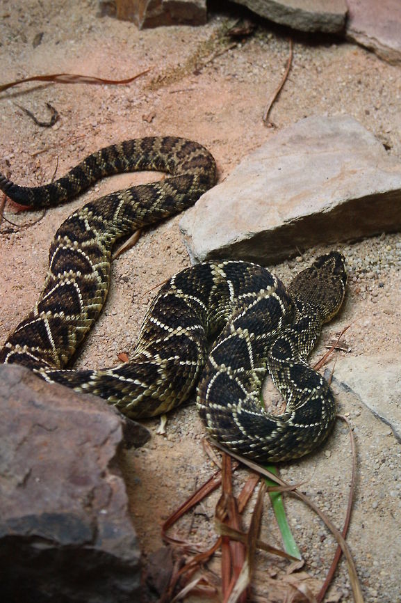 Eastern Diamond Back Rattlesnake  Crotalus adamanteus