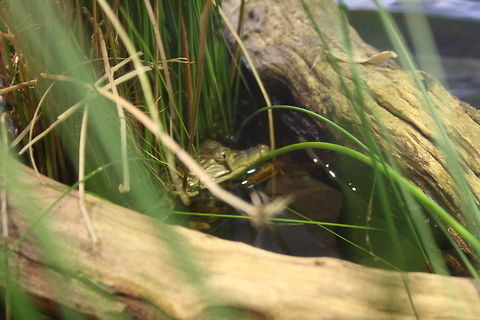 Philippines Crocodile (Juvenile) This girl is around 3mths old and is about 20cms long. Crocodylus mindorensis,Philippine Crocodile