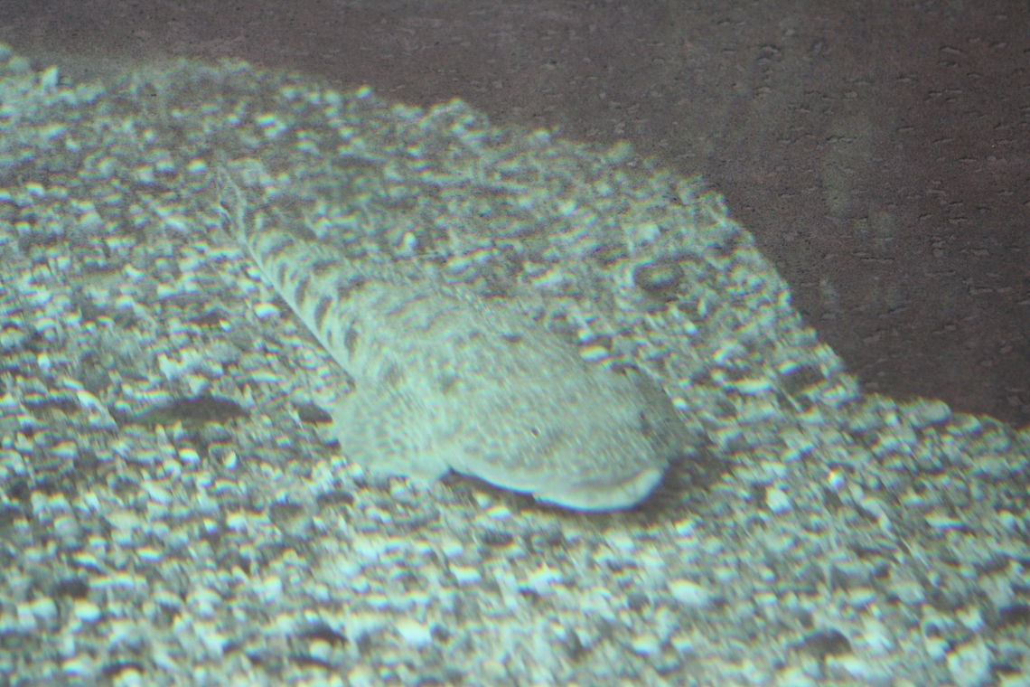 Flathead The sand flathead is found in our estuaries, along surf beaches and in tidal creeks.  It is found around the bottom half of Australia and grows to 3kgs. Platycephalus bassensis,Sand Flathead