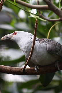 Channel-billed Cuckoo  Channel-billed Cuckoo,Scythrops novaehollandiae