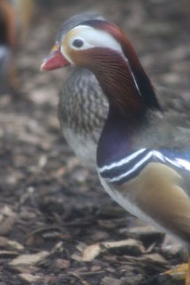 Mandarin Duck  Aix galericulata,Mandarin Duck