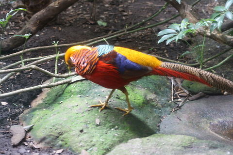 Golden pheasant  Chrysolophus pictus,Golden Pheasant