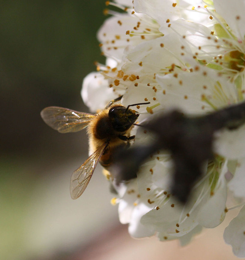 Honey Bee
