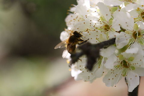 Honey Bee Honeybees were introduced into Australia by the early European settlers.  Now wild throughout most southern Australia, their effect on native fauna is not known.  However they do comptet for nectar and nest space with other insects, and with birds and mammals.