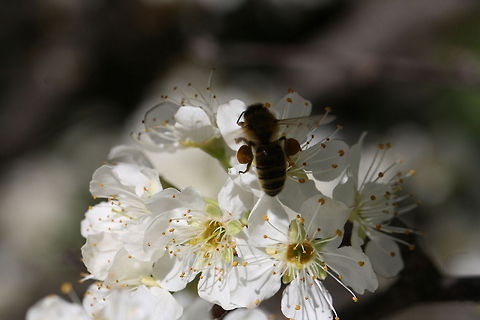 Honey bee