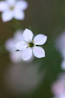 Diosma A native to the Cape Province of South Africa