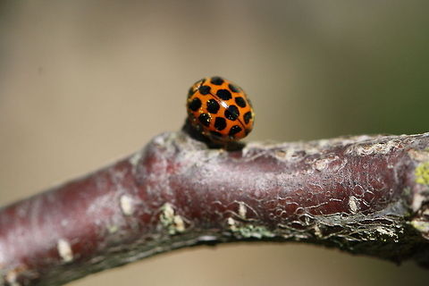 Ladybird (Harmonia conformis)  Coccinellidae,Coccinellinae,Coleoptera,Common Spotted Ladybird,Harmonia,Harmonia conformis,Ladybird