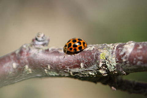 ladybird (Harmonia conformis)  Coccinellidae,Coccinellinae,Coleoptera,Common Spotted Ladybird,Harmonia,Harmonia conformis,Ladybird