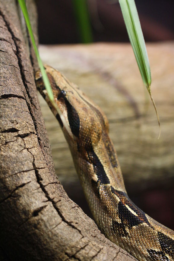 Boa Constrictor  Boa constrictor