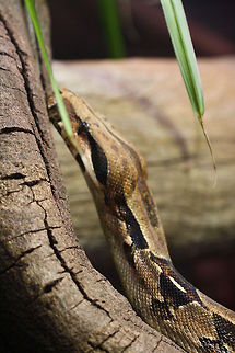 Boa Constrictor  Boa constrictor