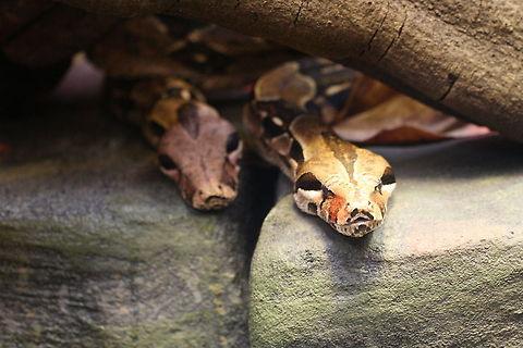 Boa Constrictor  Boa constrictor