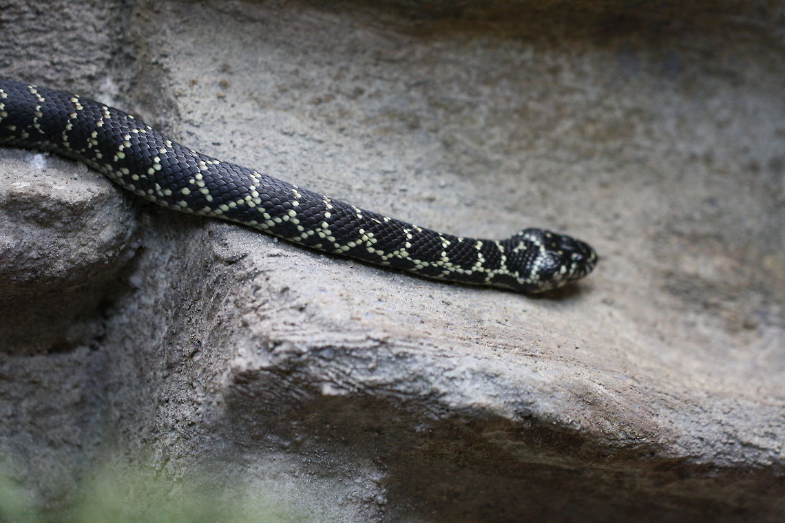 Broad Headed Snake  Broad-headed Snake,Hoplocephalus bungaroides