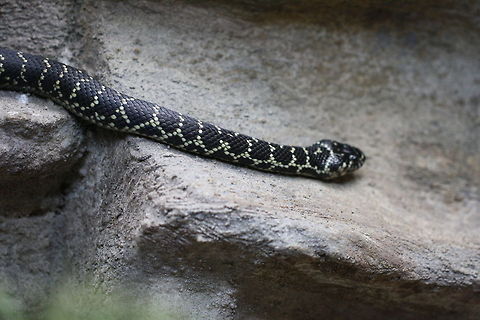 Broad Headed Snake  Broad-headed Snake,Hoplocephalus bungaroides