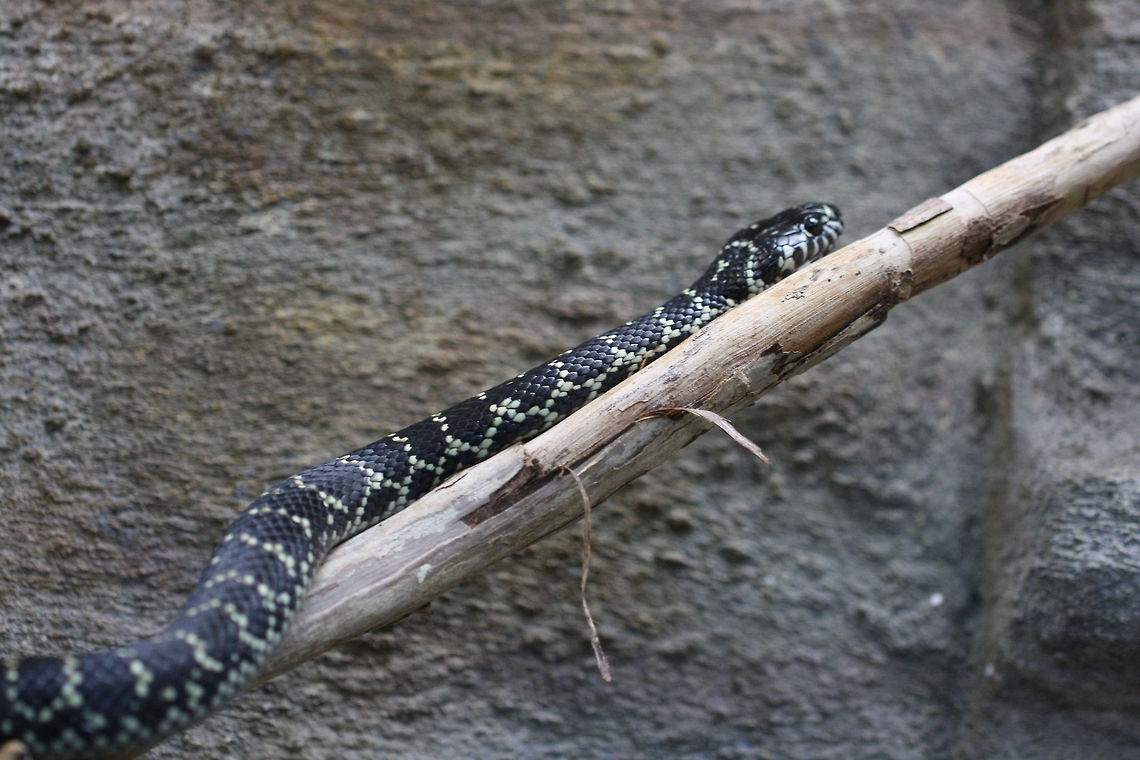 Broad_Headed_Snake  Broad-headed Snake,Hoplocephalus bungaroides