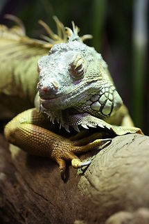 Common_Iguana  Green iguana,Iguana iguana
