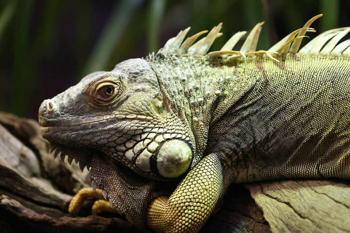Common Iguana  Green iguana,Iguana iguana