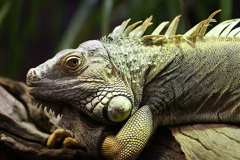 Common Iguana  Green iguana,Iguana iguana