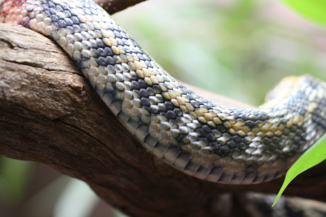 Taiwan Beauty rat Snake also known as the cave racer.  Native to East and Southeast Asia.  They grow to 7feet long. Semi arboreal, it can be found at altitudes of up to 1000mts.They in habitat a wide variety of landscapes, from rocky areas with low vegetation to forests and areas near water. Their diet in the wild consists of rodents, birds and their eggs, lizards and bats.   Orthriophis taeniurus,beauty rat snake