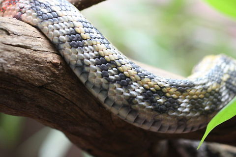 Taiwan Beauty rat Snake also known as the cave racer.  Native to East and Southeast Asia.  They grow to 7feet long. Semi arboreal, it can be found at altitudes of up to 1000mts.They in habitat a wide variety of landscapes, from rocky areas with low vegetation to forests and areas near water. Their diet in the wild consists of rodents, birds and their eggs, lizards and bats.   Orthriophis taeniurus,beauty rat snake
