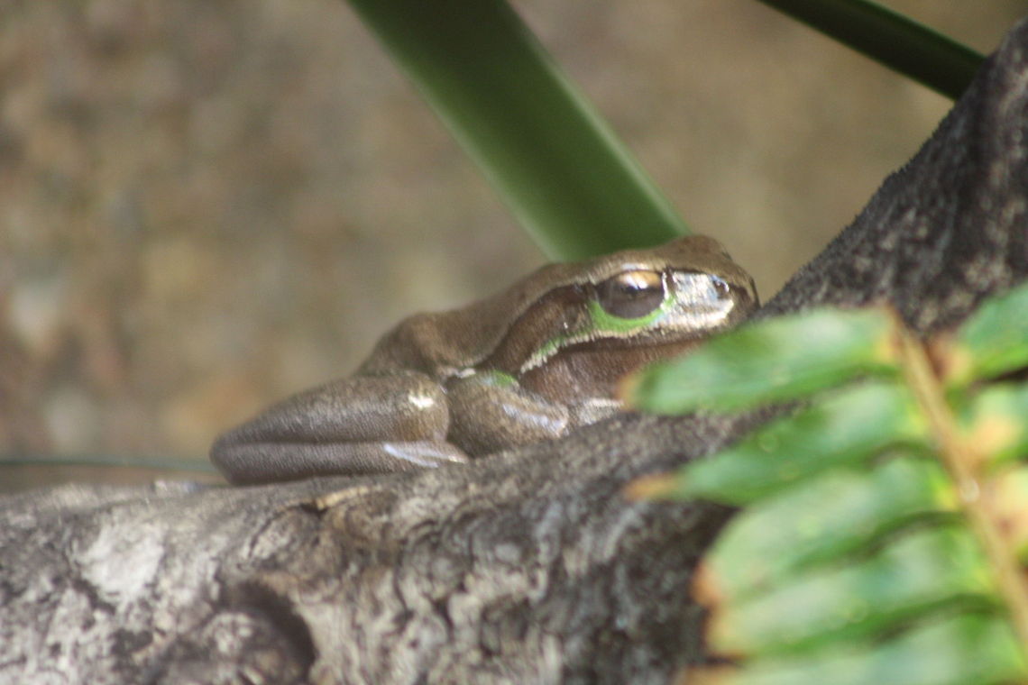 Lesueur's Tree Frog Med. large frog.  Habitat is coastal and near ranges central Victoria to the bottom of Cape York, Australia.  It lives near free flowing or still water in both dense or open forests. It is a ground dwelling frog.  May travel long distances from water out of breeding season Lesueurs frog,Litoria lesueuri
