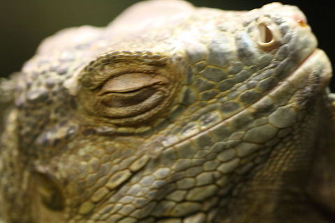 Rhinoceros Iguana  Cyclura cornuta,Rhinoceros iguana