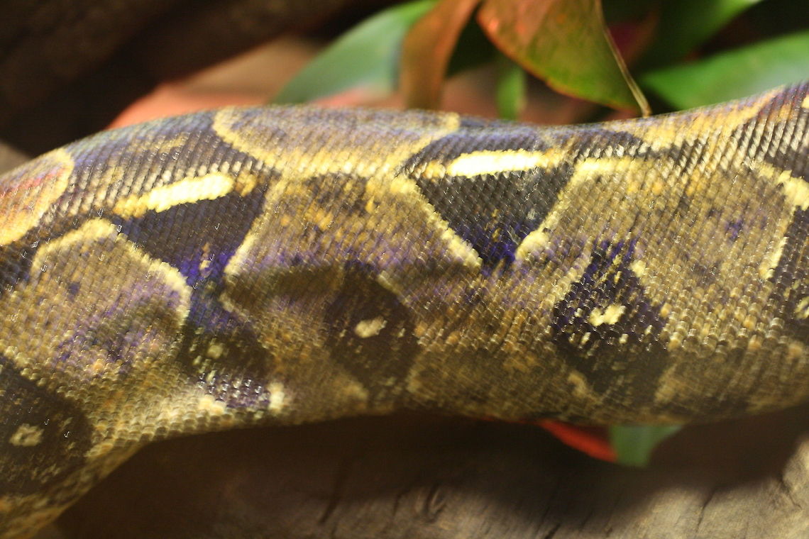 Boa Constrictor  Boa constrictor