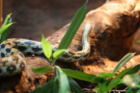 Taiwan Beauty rat Snake  Orthriophis taeniurus,beauty rat snake