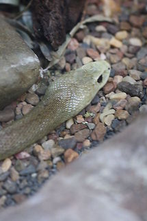 Coastal Taipan  Coastal taipan,Oxyuranus scutellatus