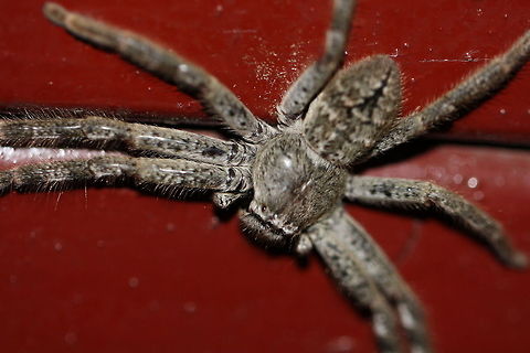 Huntsman Spider