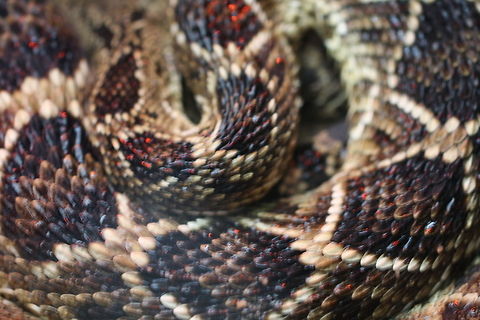 Eastern Diamond Back Rattlesnake  Crotalus adamanteus