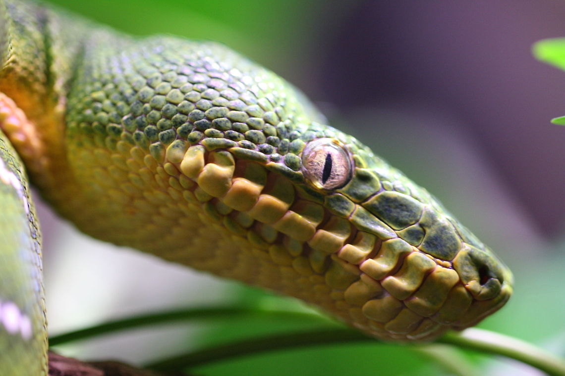 Emerald Tree Boa  Corallus caninus,Emerald tree boa