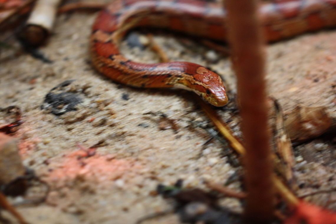 Corn Snake  Corn snake,Pantherophis guttatus
