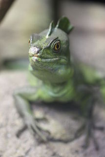 Double Crested Basilisk  Basiliscus plumifrons,Plumed basilisk