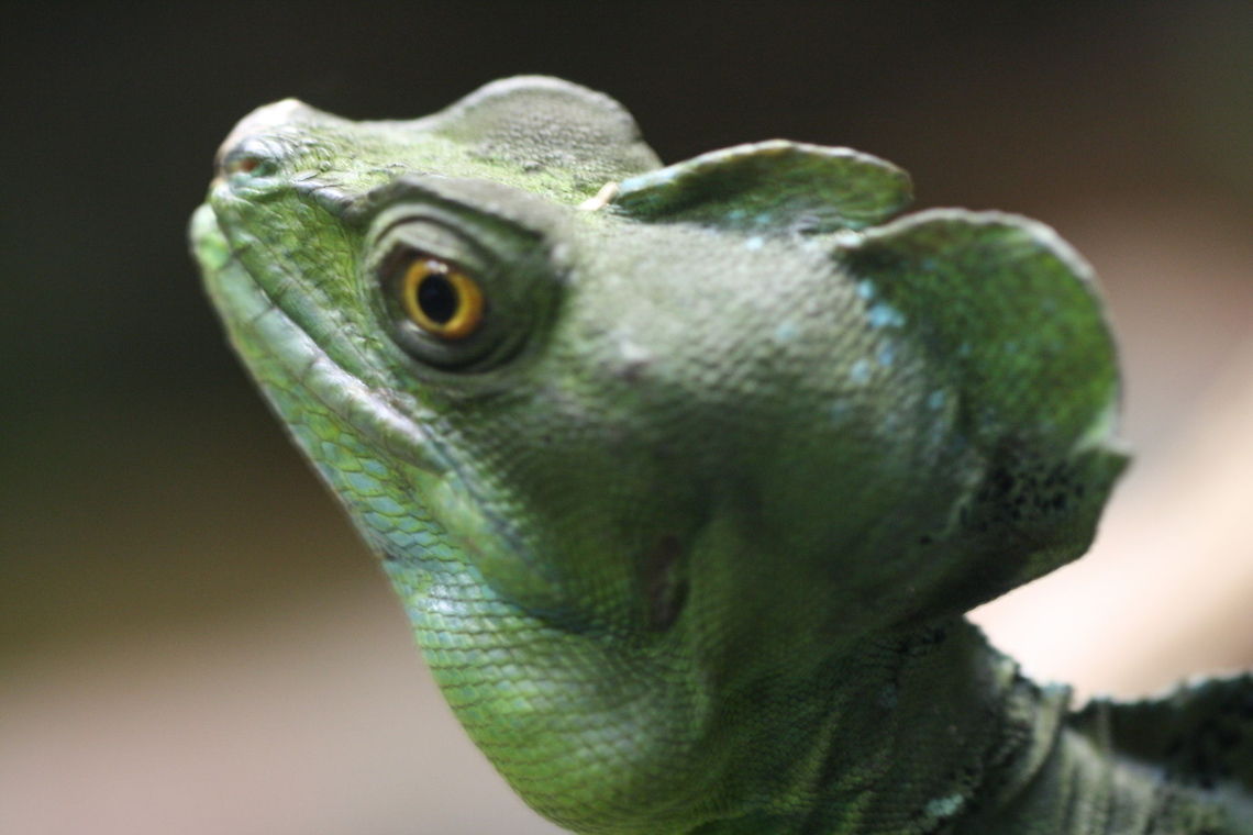 Double Crested Basilisk  Basiliscus plumifrons,Plumed basilisk