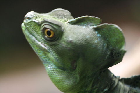 Double Crested Basilisk  Basiliscus plumifrons,Plumed basilisk