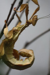 Spiny Leaf Insect  Exatostoma tiaratum,Extatosoma tiaratum