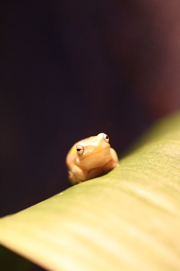 Eastern Dwarf Tree Frog (Litoria fallax)  Eastern dwarf tree frog,Litoria fallax