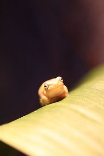 Eastern Dwarf Tree Frog (Litoria fallax)  Eastern dwarf tree frog,Litoria fallax