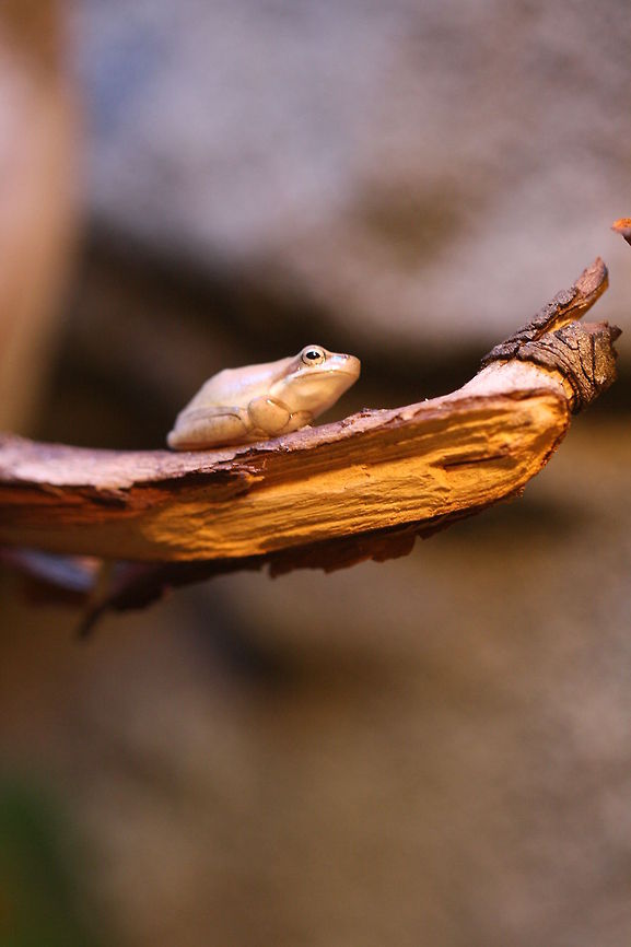 Eastern Dwarf Tree Frog (Litoria fallax) This frog live is areas bordering swamps, streams, ponds and farm dams.  In gardens shelters in plants such as bromeliads and banana trees.  It eats insects and crustaceans.  The range is coastal northern Queensland to southern NSW in Australia.  The average size is 2.5cms. Eastern dwarf tree frog,Litoria fallax