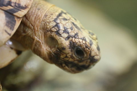 Indian Star Tortoise  Geochelone elegans,Indian star tortoise